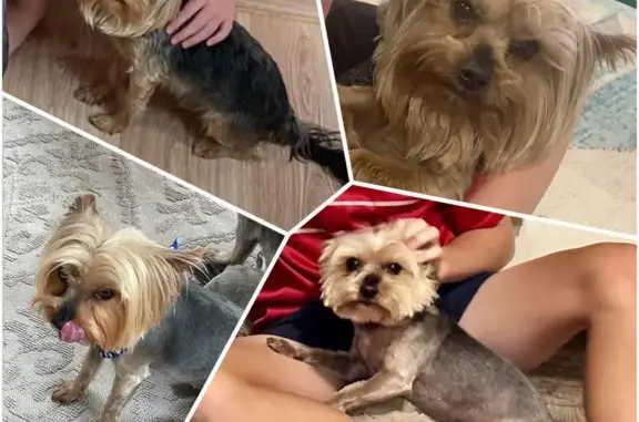 Lost Yorkie in Roodepoort - Help Find!