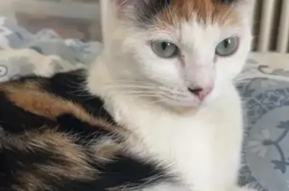 Animaux perdus , photo: Chatte tricolore perdue à Blacy
