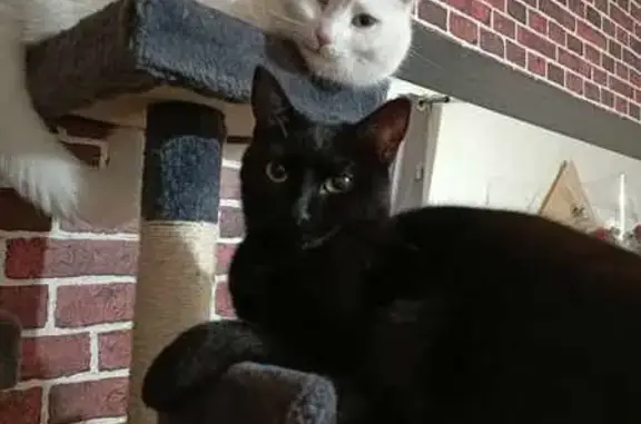 Animaux perdus , photo: Chat Malefoy disparu à Morteaux-Coulibœuf