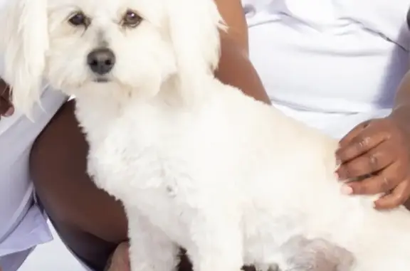 Lost White Maltese in Polokwane - Help Find Him!