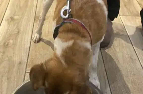 Chien âgé trouvé à Tours - photo