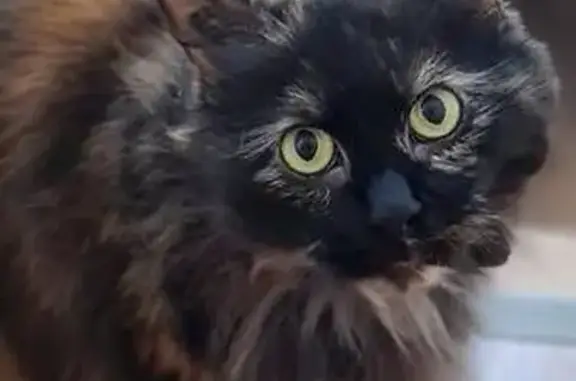 Chat perdu, Wasquehal, photo: Mystie, chat écaille disparu