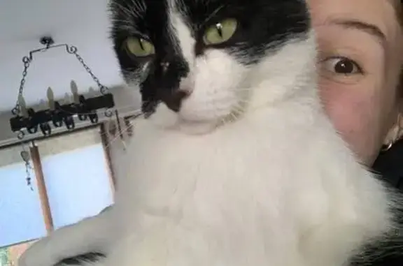 Chat perdu, , photo: Avis de recherche: Chat Owen