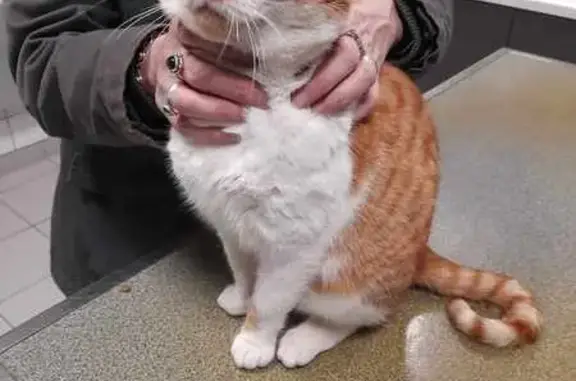 Chat roux et blanc perdu à Tiercelet - photo