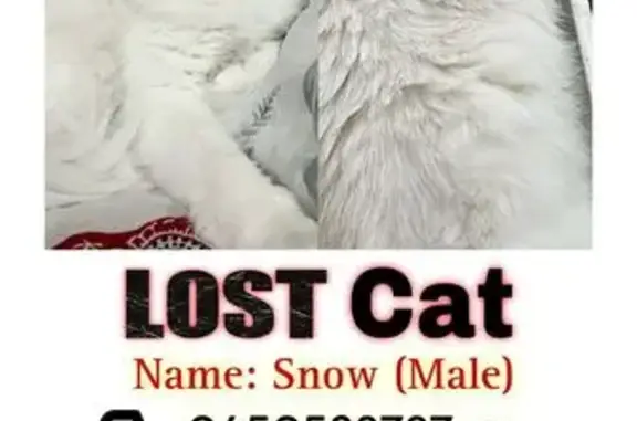 Lost White Angora Cat 