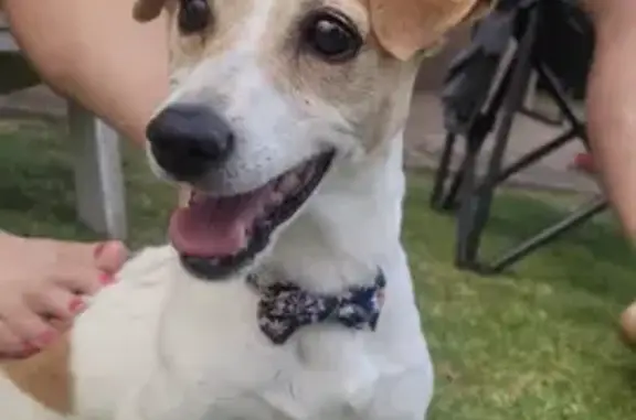 Lost Jack Russell: White & Brown, Bow-Necked!