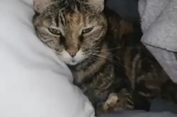 Lost Senior Cat in Riebeeckstad - Help!