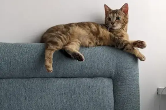 Animaux perdus Noyon, photo: Chaton perdu à Noyon 12h30-13h