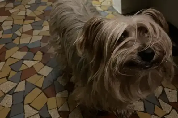Chien marron perdu - Périgueux - photo