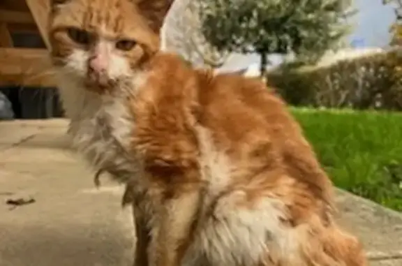 Chat retrouvé à Pluneret - photo