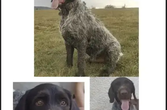 Chien perdu , photo : Alerte Drahthaar Perdu/Volé - Mirco