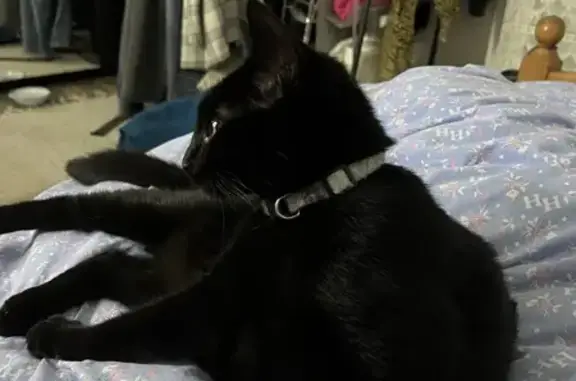 Chatte noire collier vert trouvé - photo