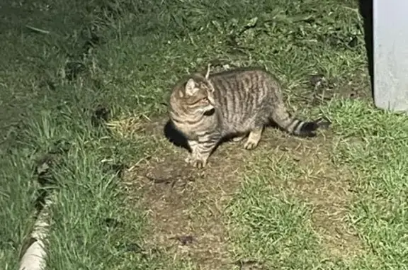 Chatonne tigrée trouvée à La Pagnonnerie - photo