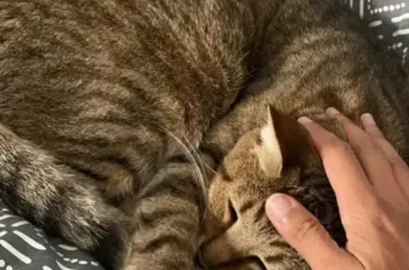 Chat Européen perdu au Gosier - photo