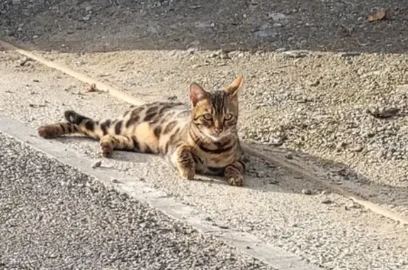 Chat perdu retrouvé à Lespinasse - photo