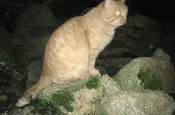Chat errant nourri à Penmarc'h - photo