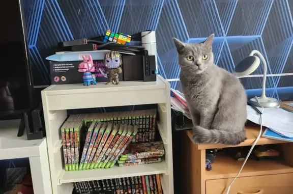 Animaux perdus , photo: Chatte British Perdue - Ars-Laquenexy