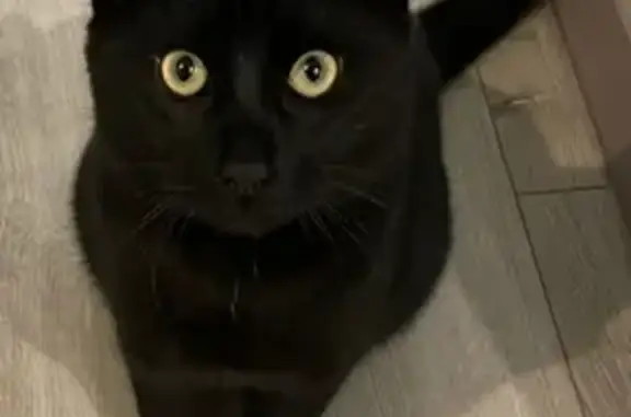 Chat noir trouvé, Toulouse - photo
