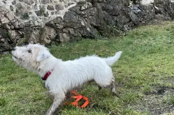 Chien perdu Buhl, photo : Skippy, Parson Terrier perdu