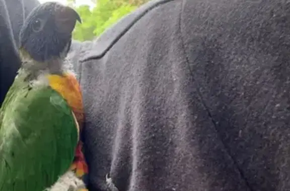 Lost Baby Lorikeet - Frederick St, Sydney