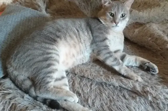 Chat perdu, Saint-Amand-Montrond, photo: Chat castré tigré perdu - 0641414921