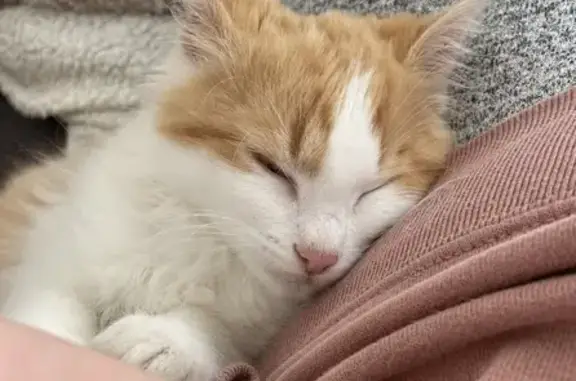 Animaux perdus Andrésy, photo: Chat roux et blanc perdu à Andrésy