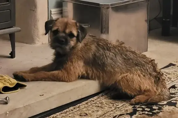 Lost Border Terrier in Doddington - Help!