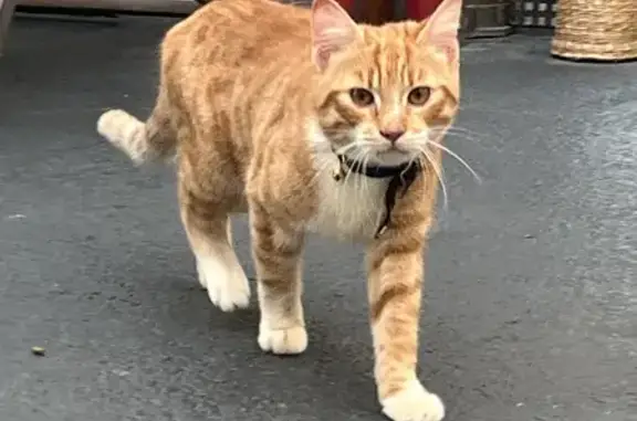 Chat roux/blanc trouvé à St-Brieuc - photo