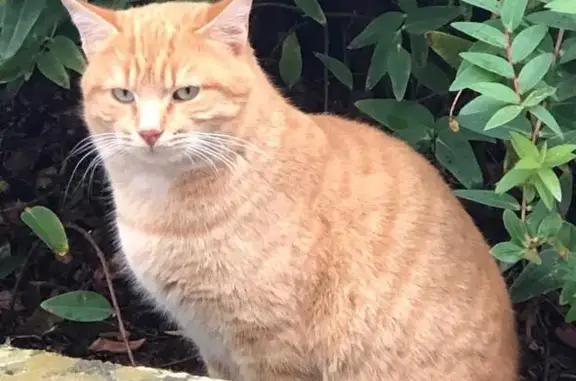 Chat perdu, Lorient, photo: Chat Rouquemoute disparu à Lorient