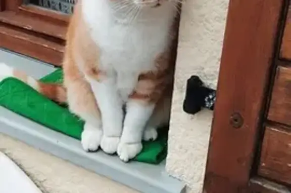 Chat roux et blanc trouvé à Hérimoncourt - photo