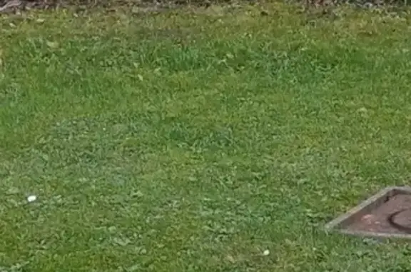 Chat craintif trouvé à Herlies - photo