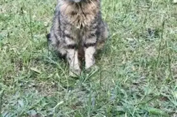 Animaux perdus Montlouis-sur-Loire, photo: Chat à queue courte perdu à Montlouis