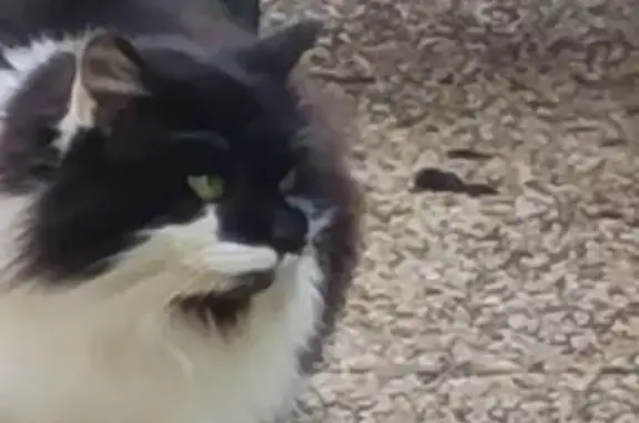 Animaux trouvés Ménestreau-en-Villette, photo: Chat perdu à Ménestreau-en-Villette