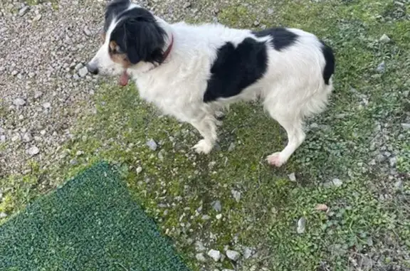 Chien noir/blanc perdu à Naintré - photo
