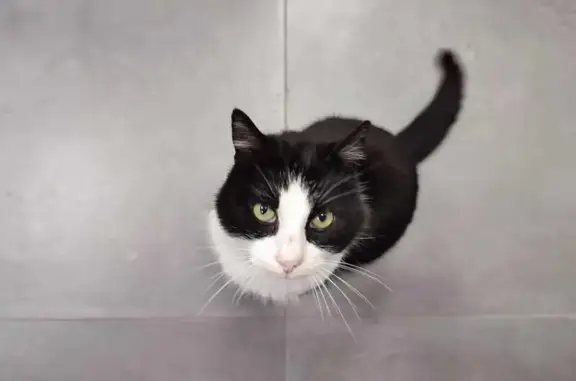 Chat blanc/noir perdu - Glun - photo