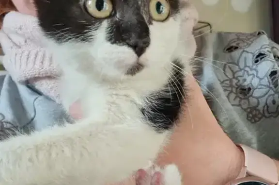 Chat trouvé La Croix-en-Touraine, photo: Chat perdu près pharmacie Croix-Touraine