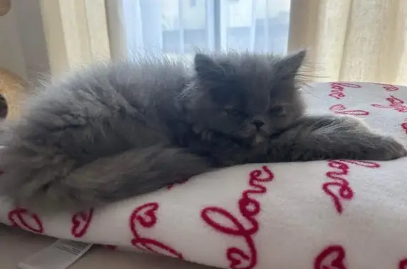 Chat perdu, Grandfontaine, photo: Chaton persan gris perdu