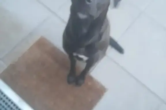 Chien noir et blanc trouvé - photo
