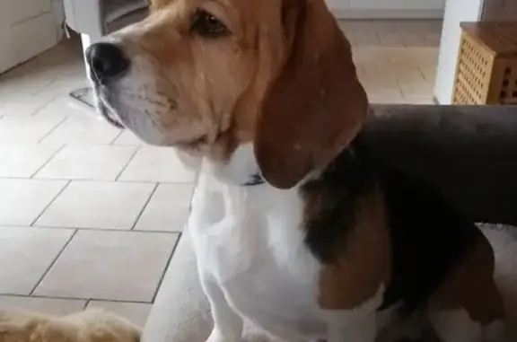 Chien perdu Épron, photo : Chien Beagle perdu à Épron