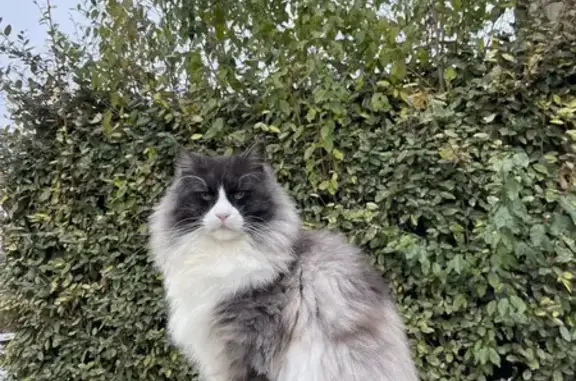 Animaux perdus Rennes, photo: Chat norvégien perdu à Rennes
