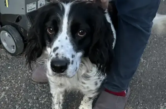 Chiot affectueux trouvé, St-Langis - photo