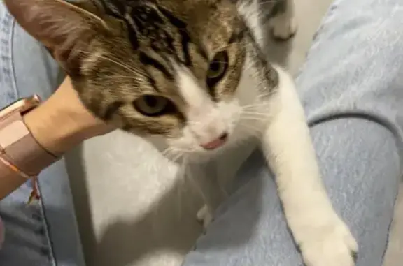 Chaton tigré trouvé à Rennes - photo