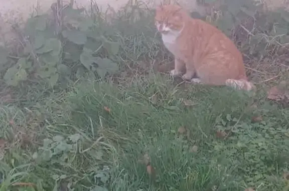 Chat roux et blanc perdu - photo