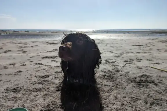 Lost Liver Sprocker Fern - Friendly & Shy!
