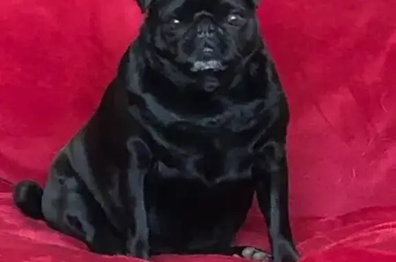 Lost Senior Pug in Krugersdorp: Help Find Cola!