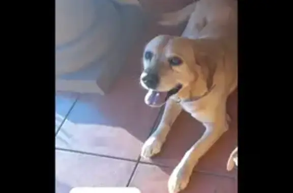 Lost Senior Dog Max - Lab/Ridgeback Mix!