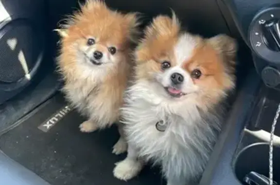 Lost Pomeranian Mia in Kempton Park!