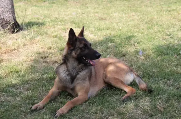 Chien perdu , photo : Malinois fauve perdu, épileptique - RN7