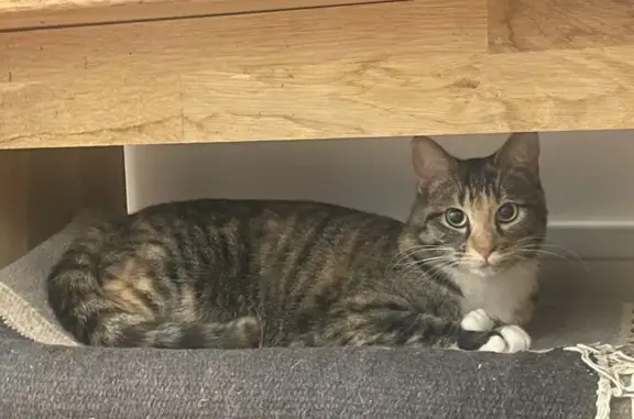 Animaux perdus Paris, photo: Miki, chat tricolore perdu