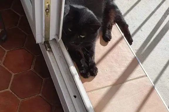 Chat perdu, , photo: Chat perdu RD86 Vion
